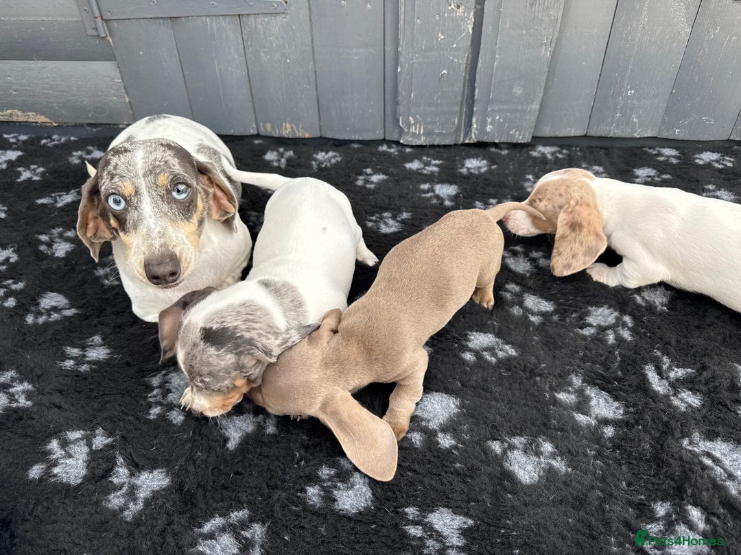Miniature Dachshund dogs for sale: Miniature Dachshund Puppies (Licensed Breeder) - Image 2