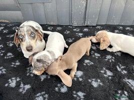 Miniature Dachshund dogs - Advert 16