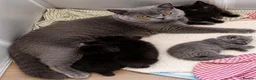 British Shorthair cats for sale: Beautiful Black BSH Kittens £995 GCCF ready 18/9 - Advert 3