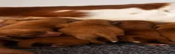 Cavapoo dogs for sale: Quality Cavapoo puppies toy poodle  - Advert 2