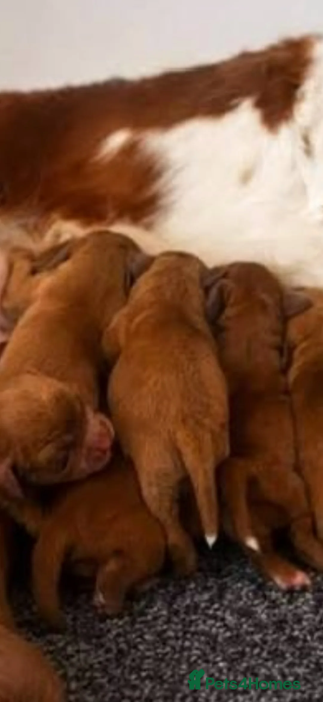 Cavapoo dogs for sale: Quality Cavapoo puppies toy poodle  - Advert 2