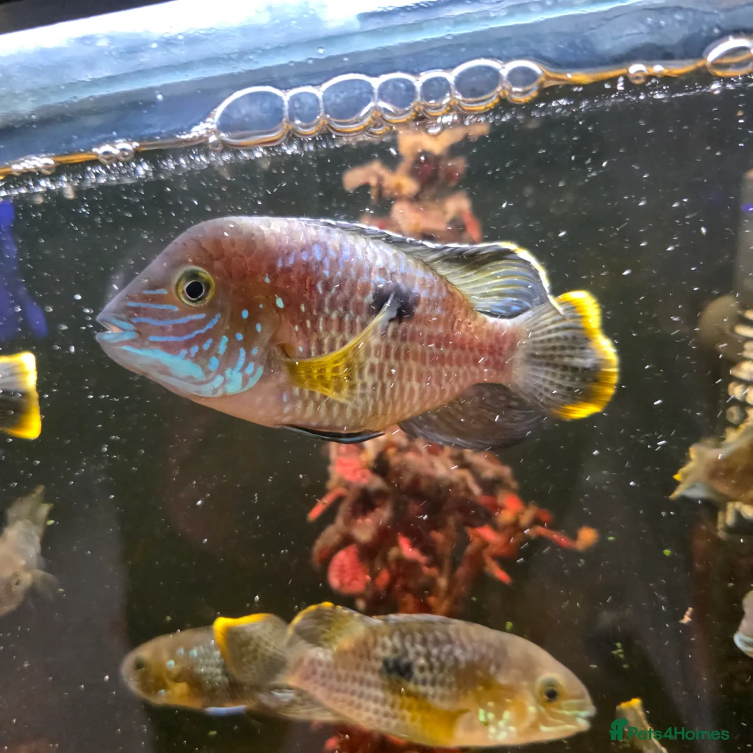 Cichlids fish for sale: Green terror chiclids - Advert 3