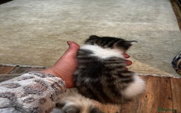 Mixed Breed cats for sale: Kittens for sale - Image 15