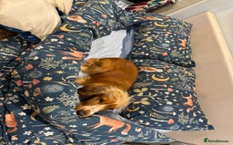 Cocker Spaniel dogs for sale: Darcy 🩷 Red Show Cocker Spaneil  - Image 5