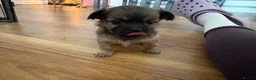 Mixed Breed dogs for sale: Beautiful litter of four happy healthy Pomchis in Banstead - Advert 16