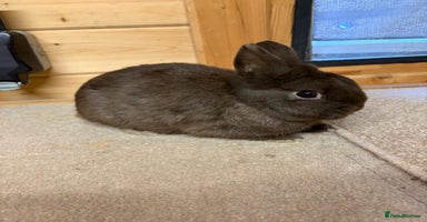 Netherland Dwarf rabbits Stunning Netherland Dwarf Rabbits  - Advert 12