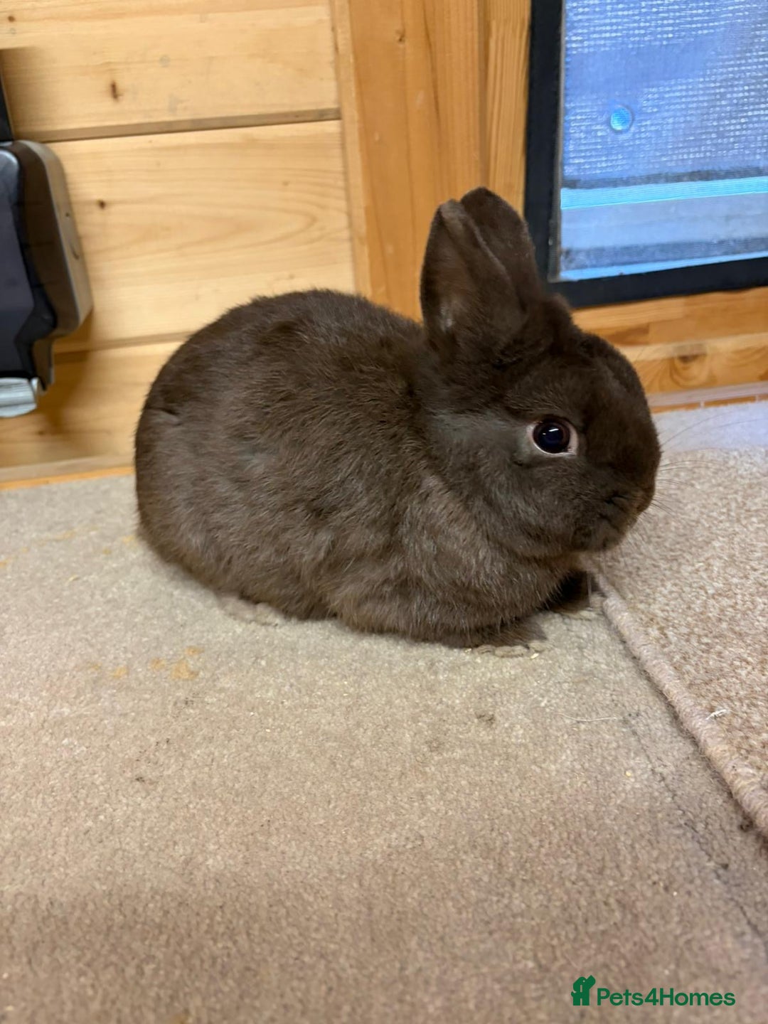 Netherland Dwarf rabbits for sale: Stunning Netherland Dwarf Rabbits  - Advert 2