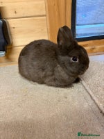 Netherland Dwarf rabbits Stunning Netherland Dwarf Rabbits - Advert 1