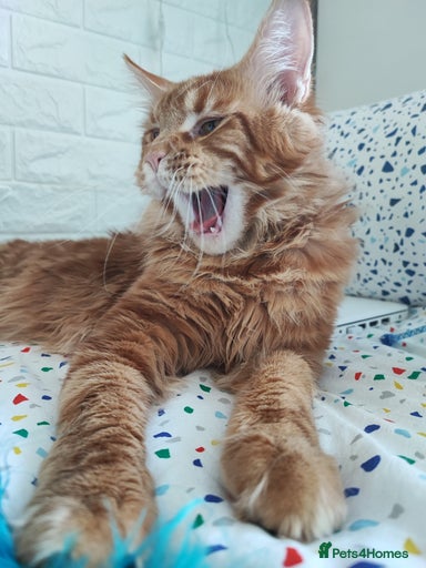 Gallery Image {{count}}