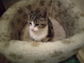 Mixed Breed cats Persian mix kittens and father - Advert 5