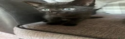 Mixed Breed cats for sale: 3 girl kittens for sale  - Advert 10