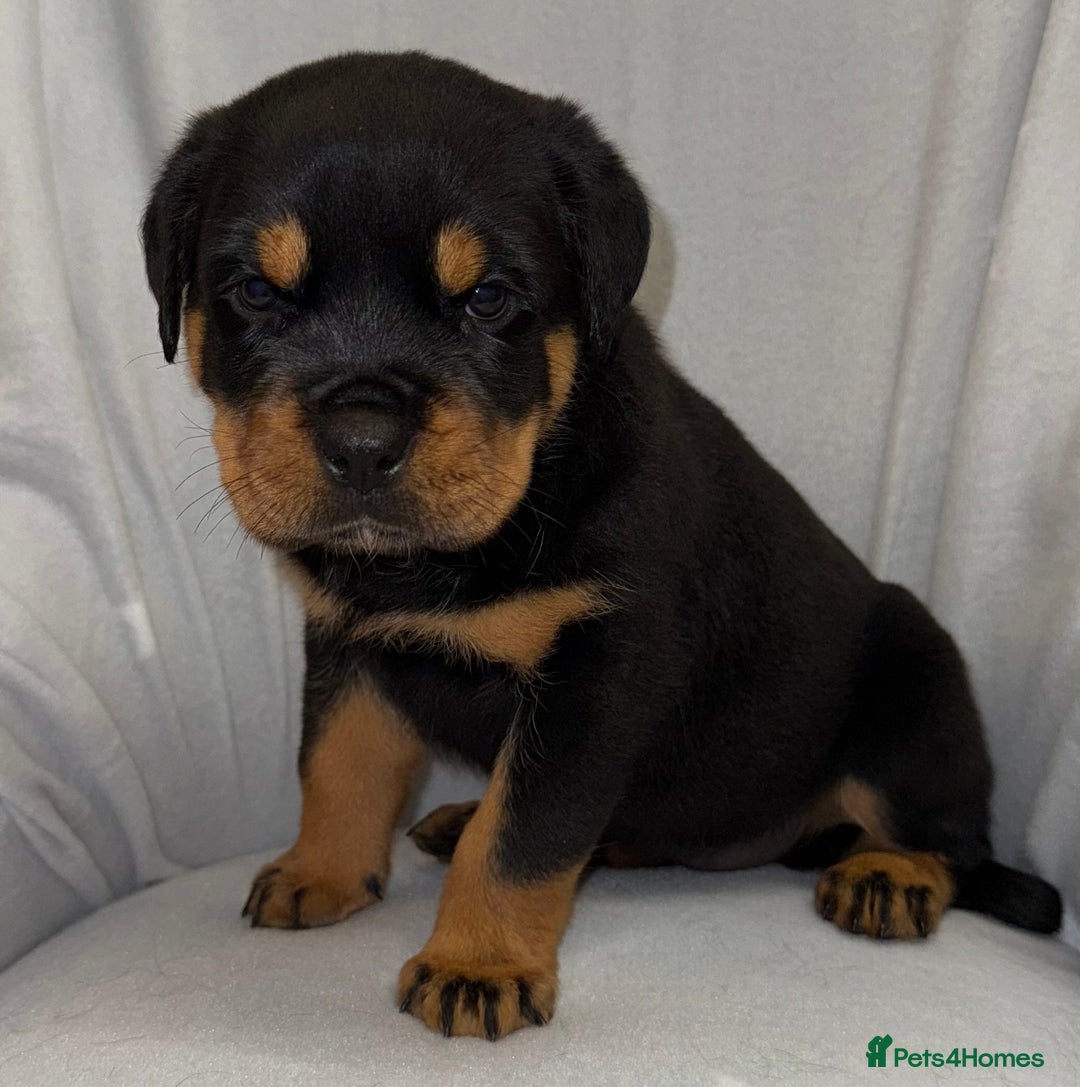 Rottweiler dogs for sale: **Stunning Rottweiler Puppies** - Image 15