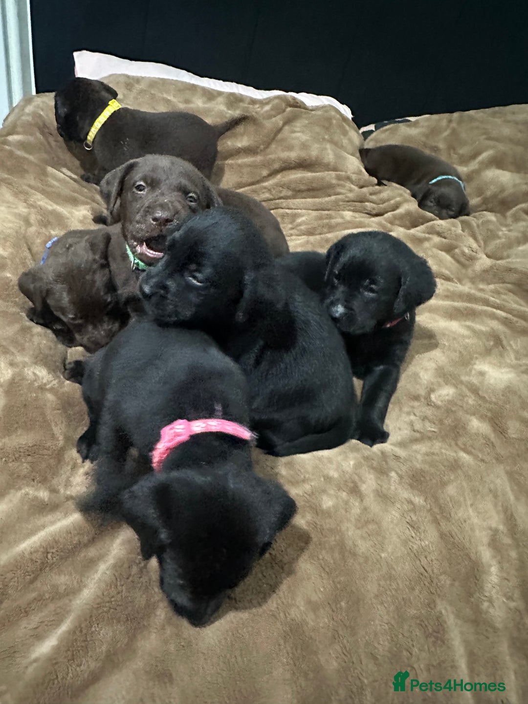 Labrador Retriever dogs for sale: Labrador puppies - Advert 13