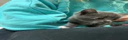 Mixed Breed cats for sale: Korat cross Kittens in Woodbridge - Advert 7
