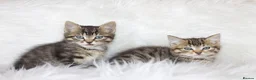 Mixed Breed cats for sale: Happy Healthy Tabby Kittens  - Advert 5