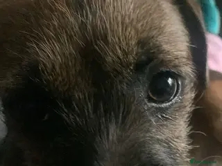 Border Terrier dogs Male border terrier - Advert 5