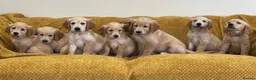 Golden Retriever dogs for sale: Quality litter of KC reg Golden Retriever puppies - Advert 25