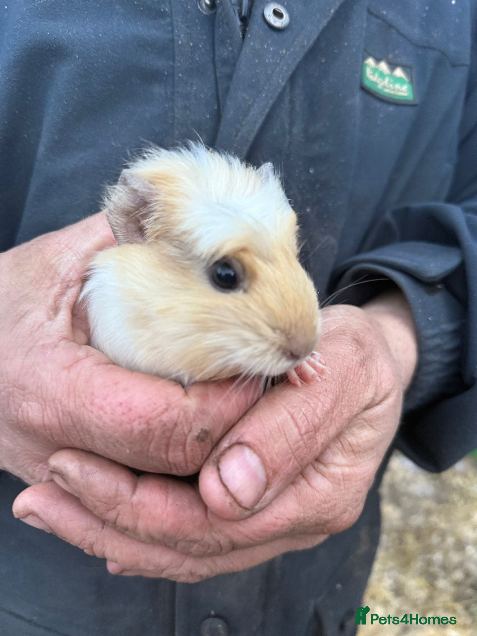 Guinea Pig rodents 20 lovely guinea pigs for sale  - Advert 2