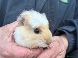 Guinea Pig rodents 20 lovely guinea pigs for sale - Advert 6