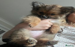 Pomchi dogs for sale: Gorgeous Pomchi girl  - Image 8