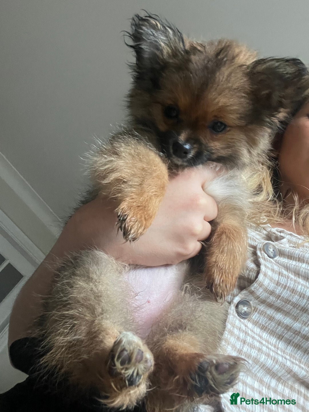 Pomchi dogs for sale: Gorgeous Pomchi girl  - Image 8