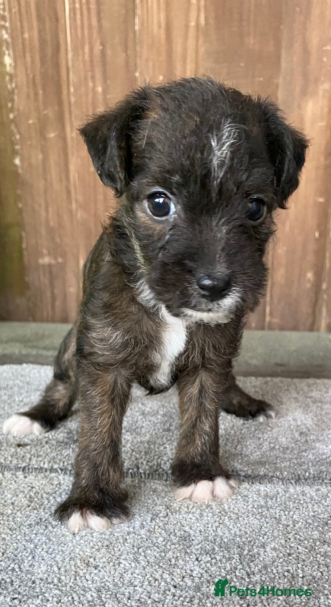Jack Russell dogs for sale:  **  JACK RUSSELL PUPPIES - READY TO GO - Advert 32