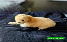 Shihpoo dogs for sale: Stunning 3rd Generation Shihpoo Puppies For Sale - Image 9