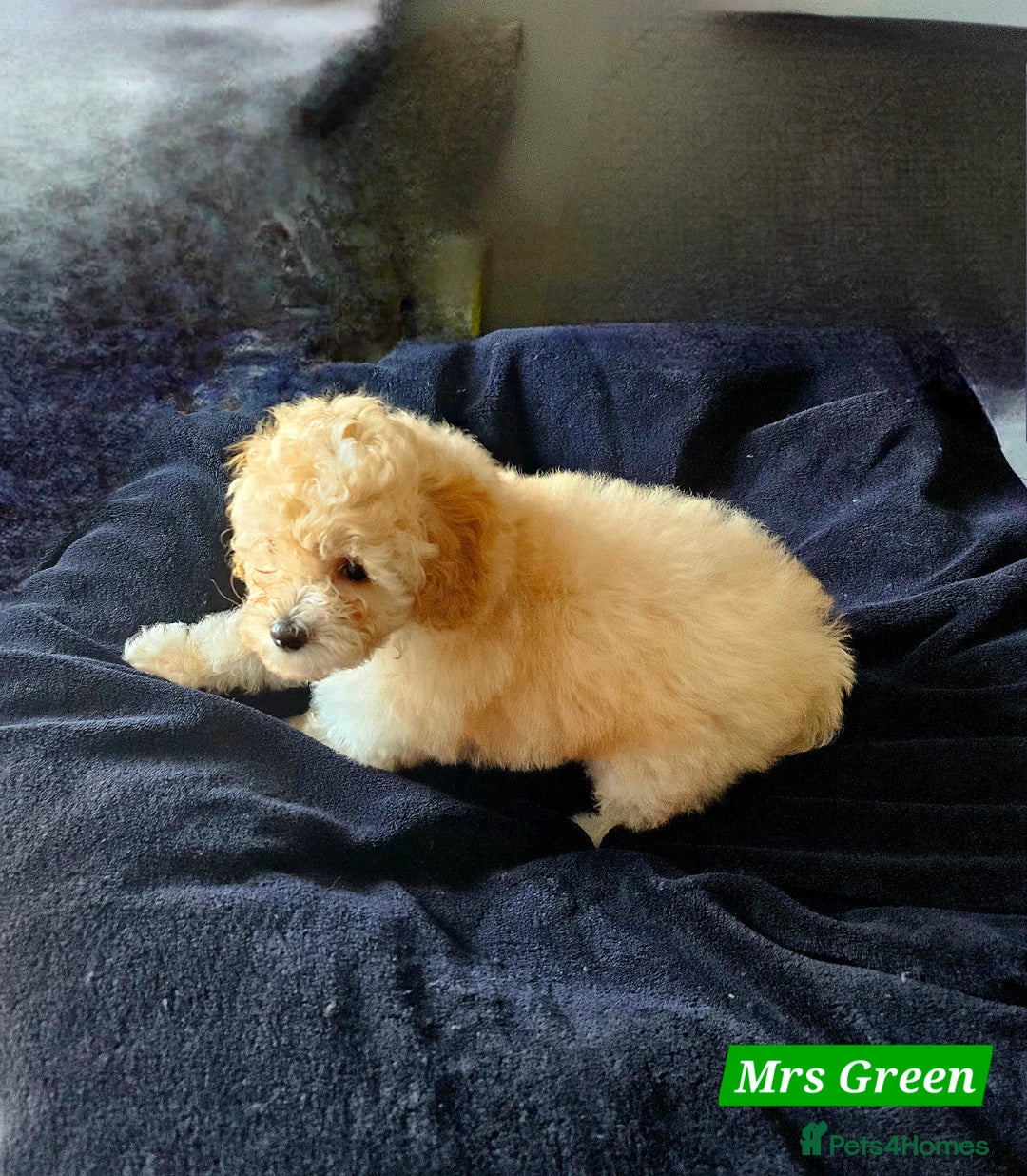 Shihpoo dogs for sale: Stunning 3rd Generation Shihpoo Puppies For Sale - Image 9