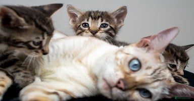 Bengal cats - Advert 12