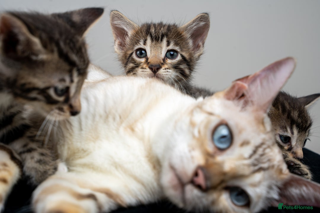 Bengal cats for sale: Gorgeous kittens, Wild-Patterned, Stunning Looks - Image 2