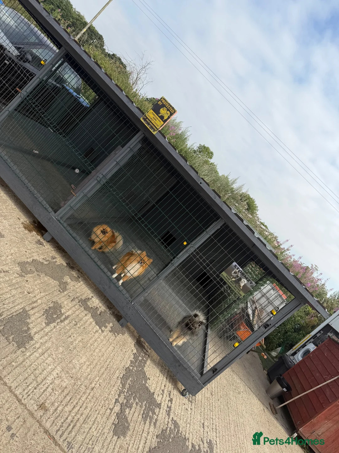 Pomeranian dogs for stud: STORMZY STUD  - Advert 2