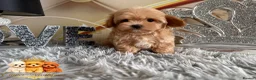Maltipoo dogs for sale: Tiny teddy Maltipoo- from Asian teddy poodle dad - Advert 10