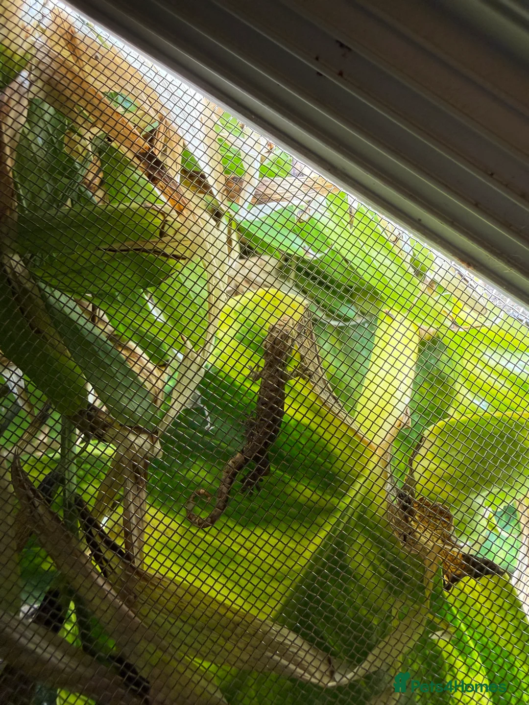 Gecko reptiles for sale: Mourning Gecko Babies & Juveniles – Hobby Bred - Advert 2