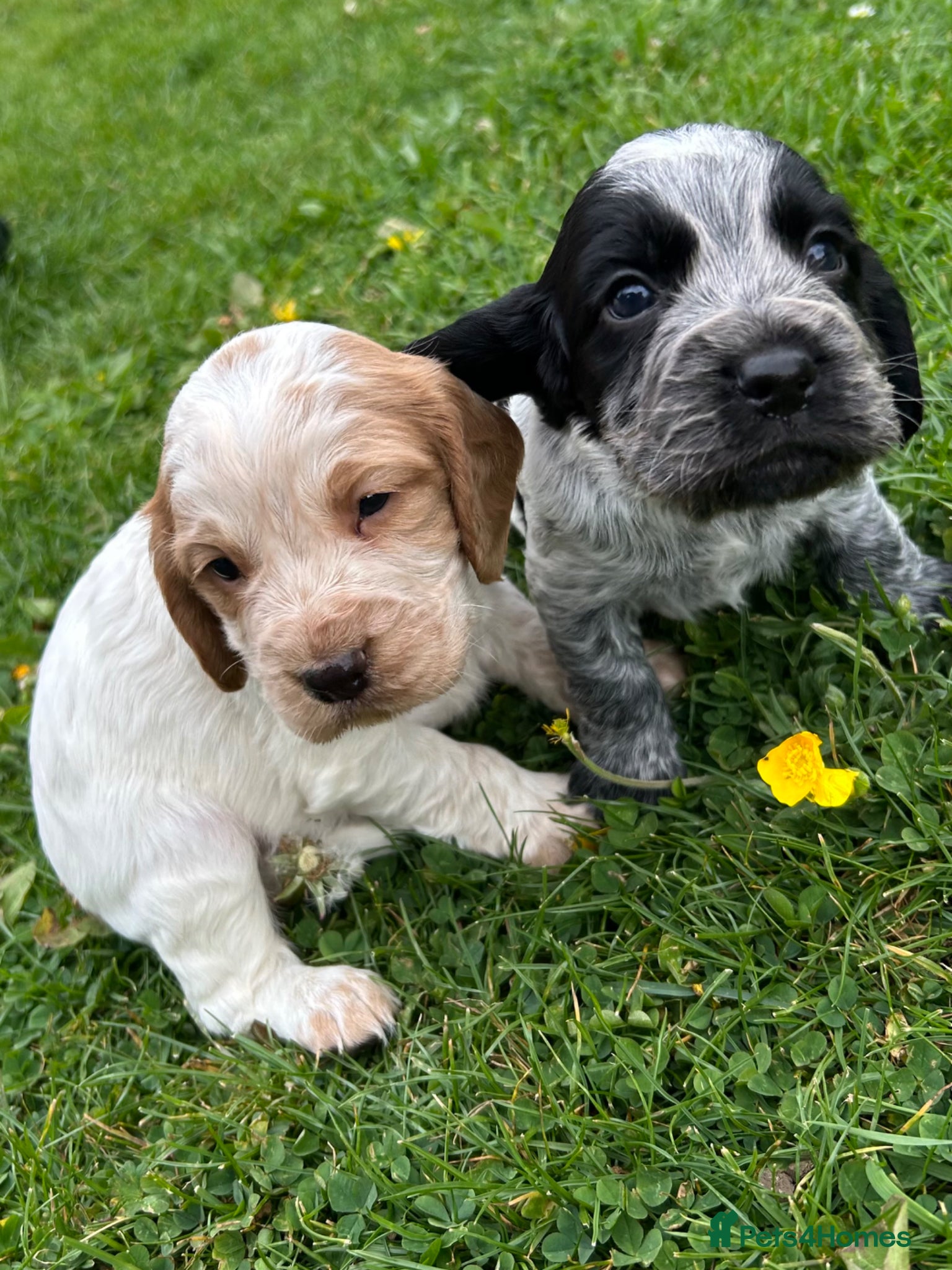 Cocker Spaniel dogs KC Registered Working Cocker Spaniel Puppies  - Advert 5