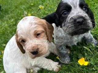 Cocker Spaniel dogs KC Registered Working Cocker Spaniel Puppies - Advert 5