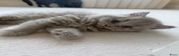 British Shorthair cats for sale: Baby Kittens British Shorthair in Gravesend - Advert 5