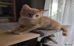 Maine Coon cats for sale: Beautiful half maine coon kitten - Image 9