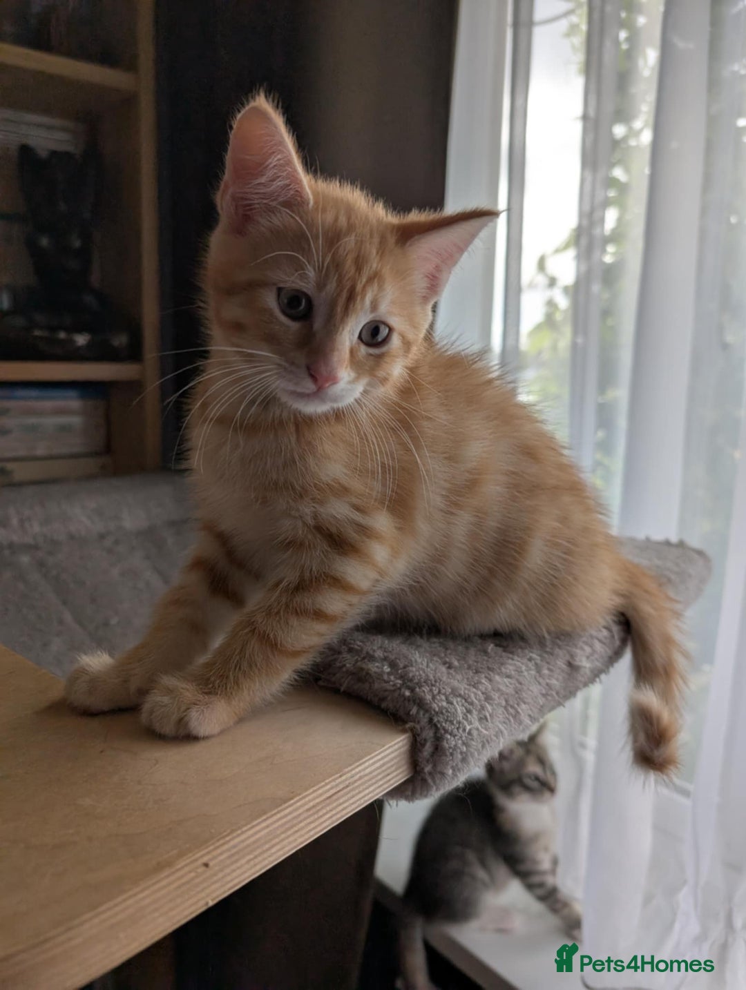 Maine Coon cats for sale: Beautiful half maine coon kitten - Image 9