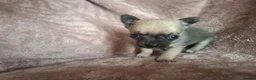 Chihuahua dogs for sale: 4 Tiny Apple head Chihuahuas  - Advert 10