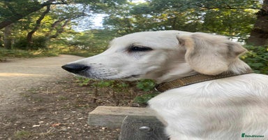 Golden Retriever dogs in London - Advert 11