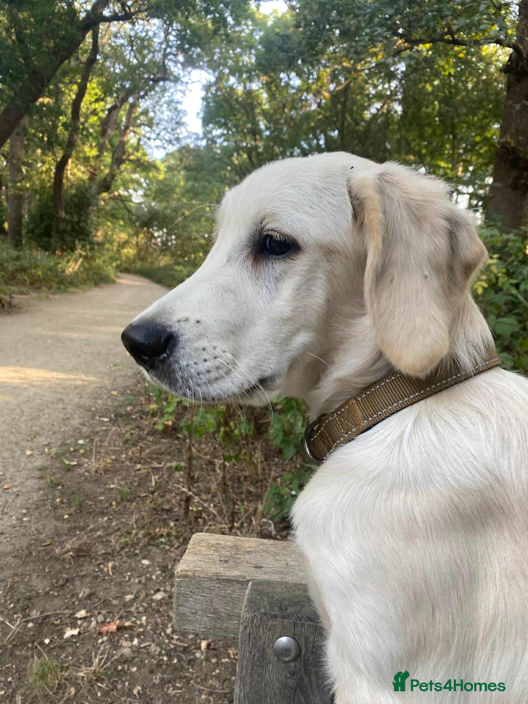 Golden Retriever dogs for sale: Fully vaccinated championline puppies in London - Image 8