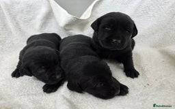 Labrador Retriever dogs for sale: 🐾 Adorable Black Labrador Puppies Ready Soon 🖤🐾 - Image 8