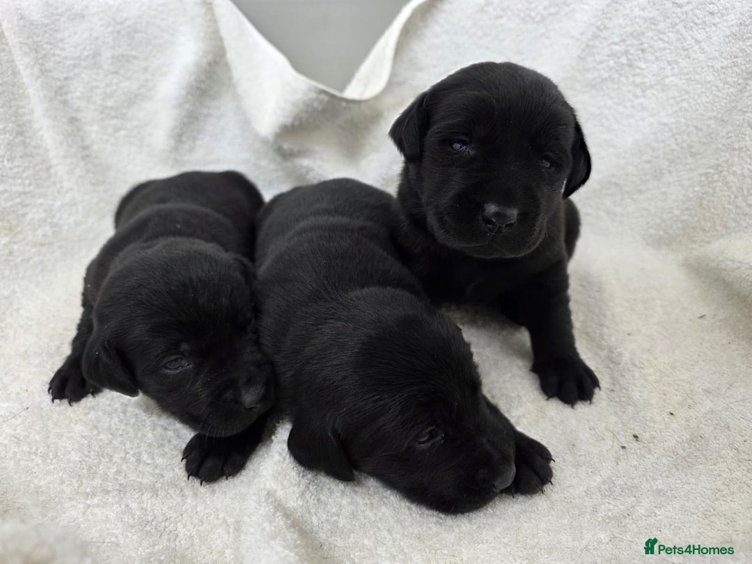 Labrador Retriever dogs for sale: 🐾 Adorable Black Labrador Puppies Ready Soon 🖤🐾 - Image 8