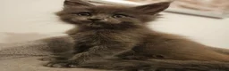 Maine Coon cats for sale: XL Russian main coons in Manchester - Advert 10