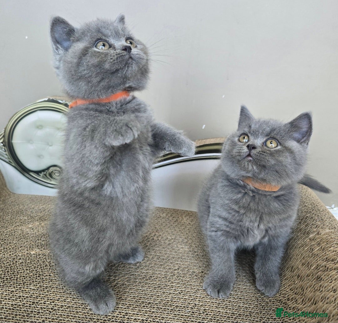British Shorthair cats Gorgeous cute British Short Hair Kittens - Advert 1