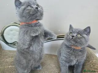 British Shorthair cats Gorgeous cute British Short Hair Kittens - Advert 2