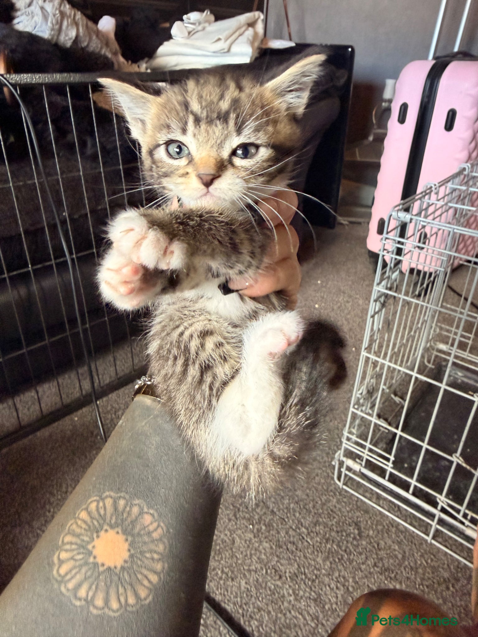British Shorthair Kitten 7