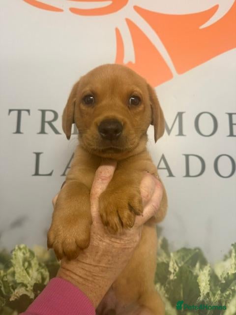 Labrador Retriever dogs Fox Red Labradors Available - Advert 2