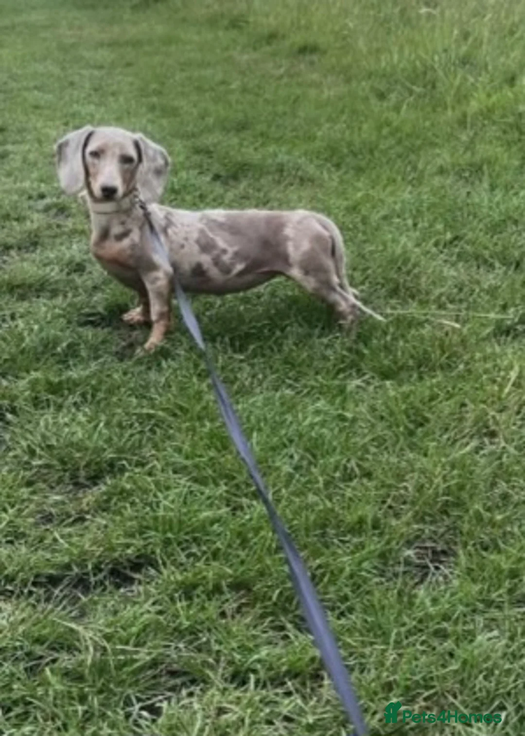 Miniature Dachshund dogs for sale: Isabella dapple and tan 1 year old female - Advert 6