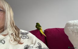 Parakeets birds for sale: Two kakarikis with cage - Image 4